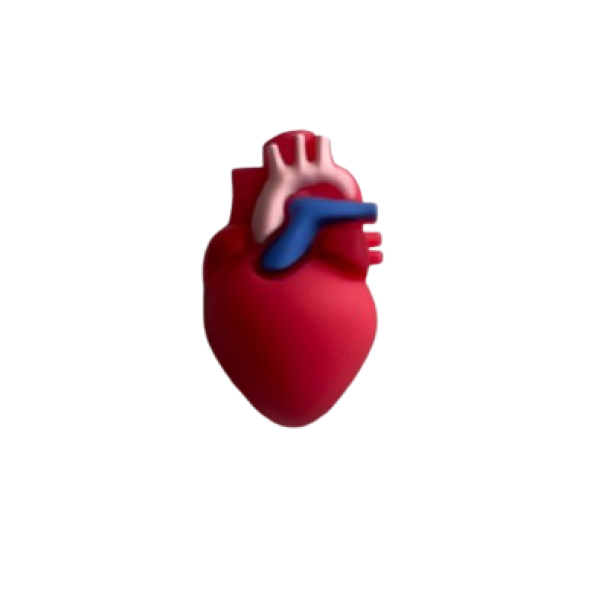 Pieza Órgano corazón 3D (5)